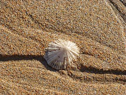 Coquillage bijoux