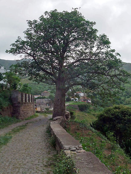 Baobab, lieux-dits Lem et Sao Pedro