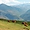 Vaches et vallée d'Aure depuis le col d'Aspin