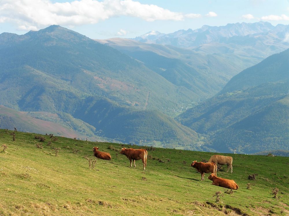 Vaches et vallée d'Aure depuis le col d'Aspin