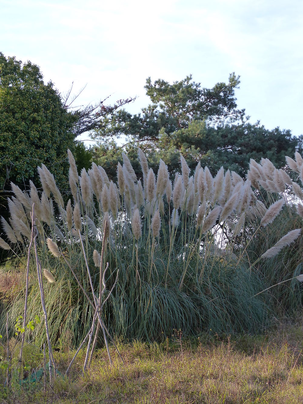 Herbe de la pampa morbihanaise, région de Riantec