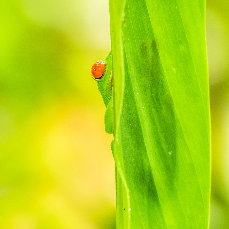 Rainette aux yeux rouges, Costa Rica