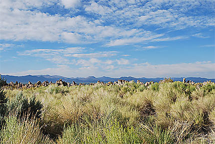 Végétation au bord du Mono Lake