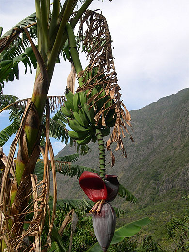 Baba Figue Baba Figue