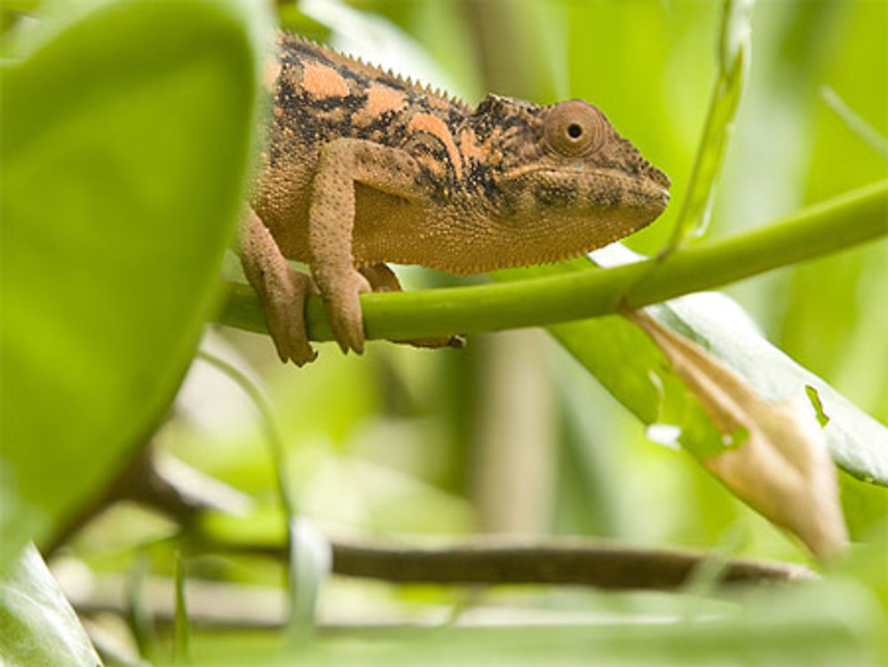 Caméléon au Parc des Mascareignes