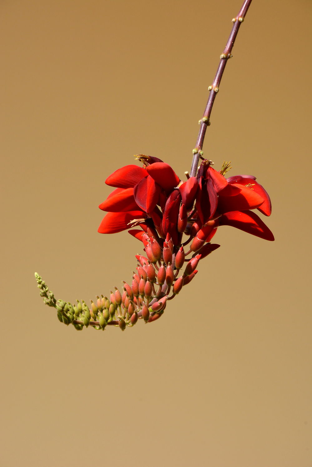 Magnifique fleur dans la rue