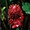 Fleur de Palenque