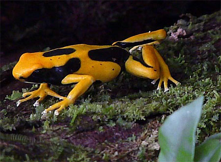Dendrobate Dendrobate