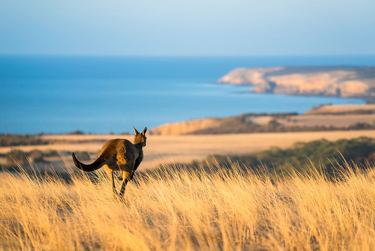 Kangaroo Island, l’île de Noé