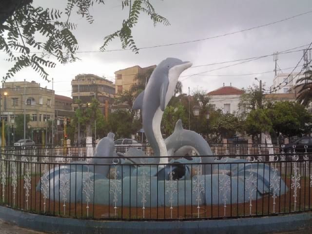 Les dauphins à Staoueli