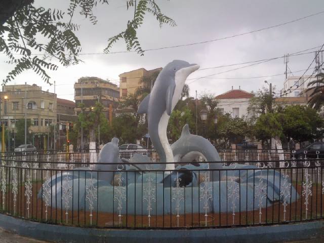Les dauphins à Staoueli Les dauphins à Staoueli