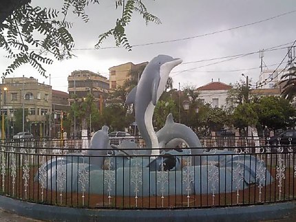 Les dauphins à Staoueli