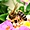 L'abeille Crétoise 