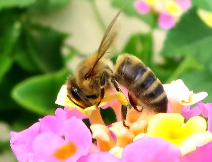 L'abeille Crétoise 