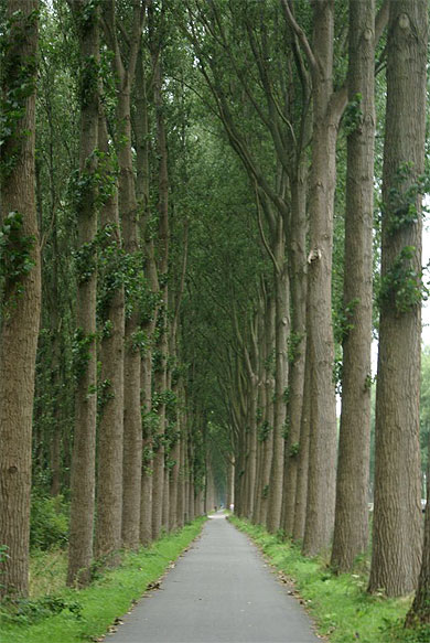 La plus belle drève de Belgique La plus belle drève de Belgique