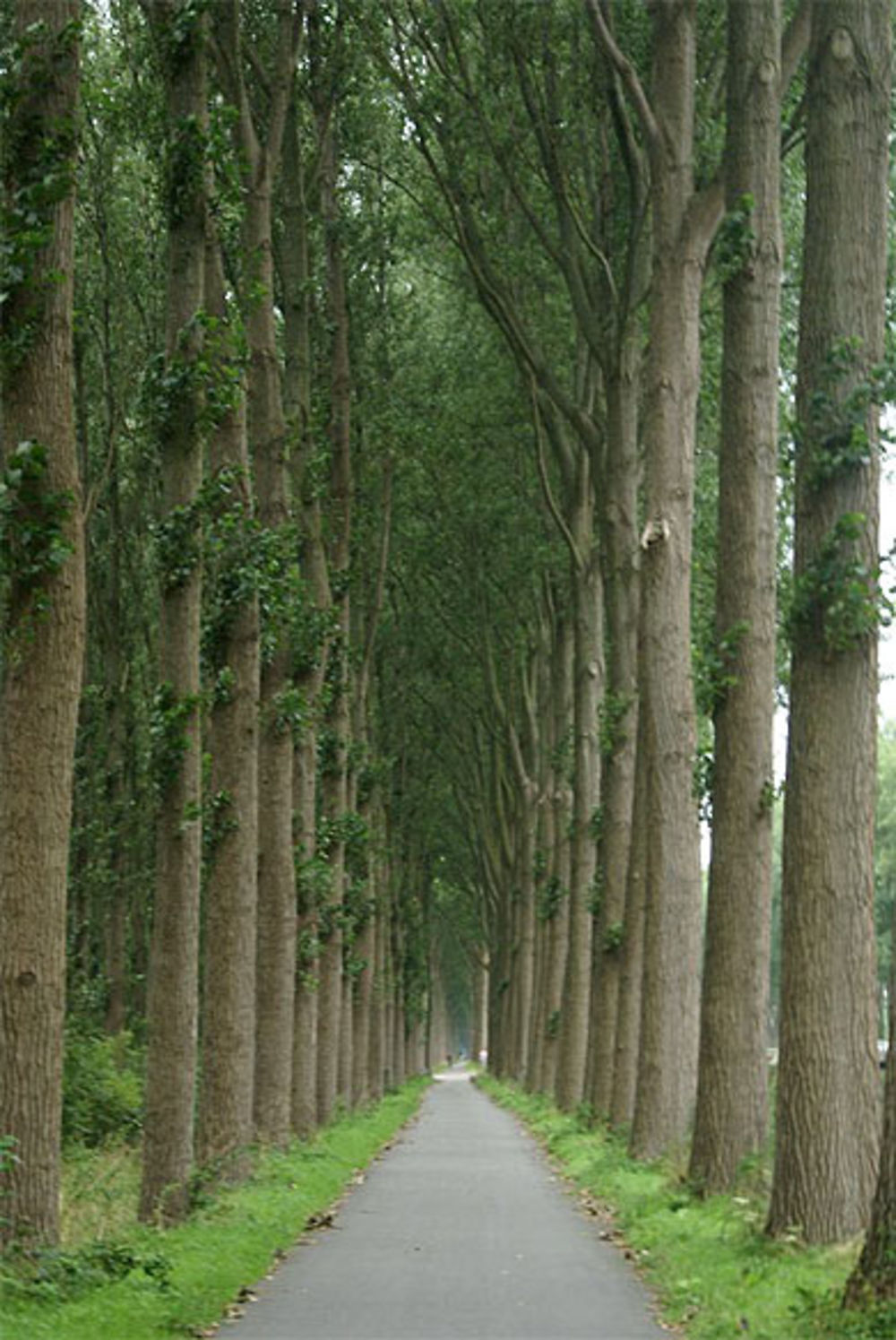 La plus belle drève de Belgique