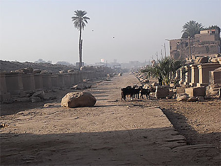 Allée qui va de Karnak vers le temple de Louxor