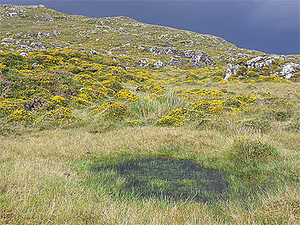 Couleurs splendides de l'irlande