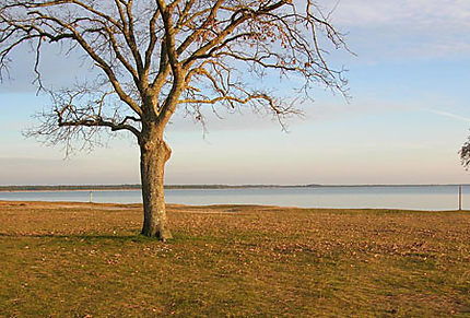 arbre et lac