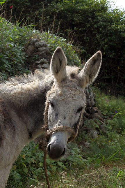 Animal à tout faire