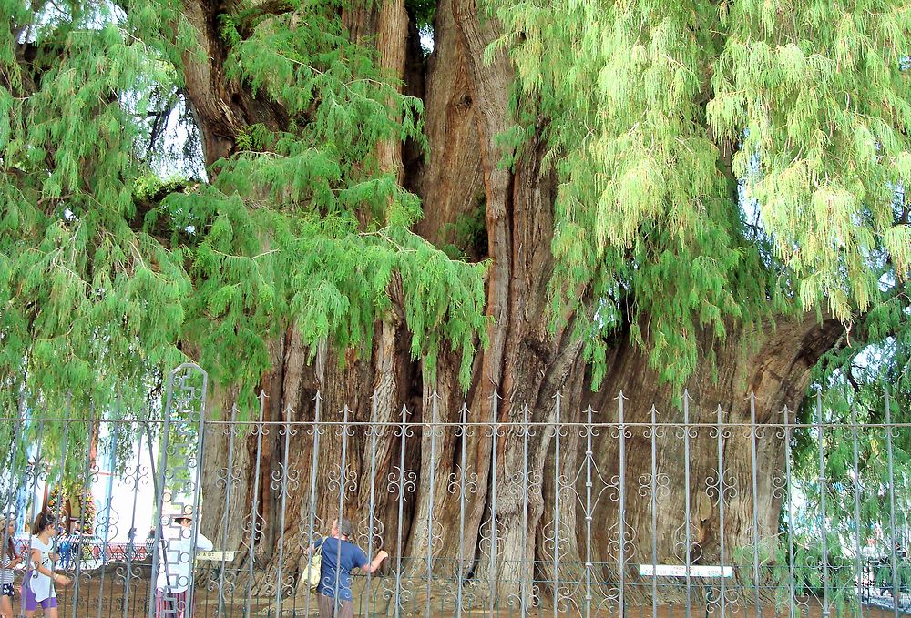 L'arbre qui cache la forêt 