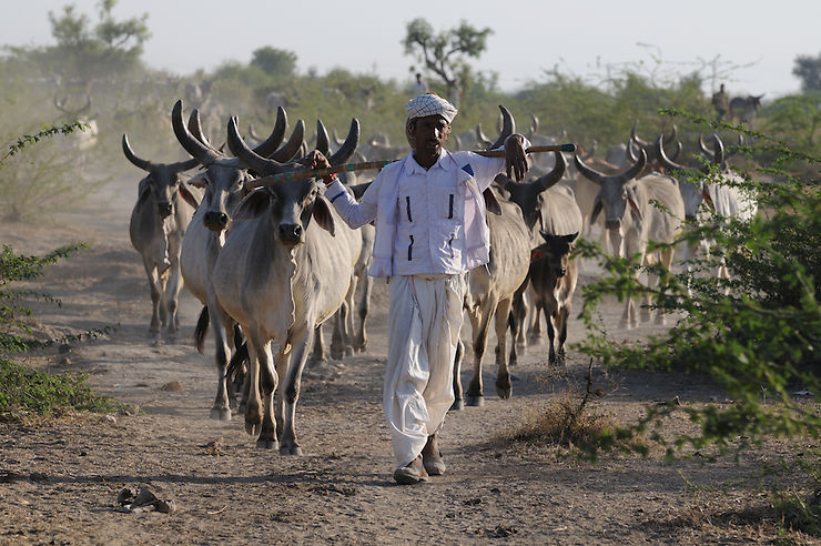 Le troupeau, Gujarat, Inde