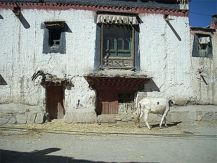 Gyantsé rue des vaches Tibet