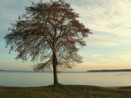 L'arbre L'arbre