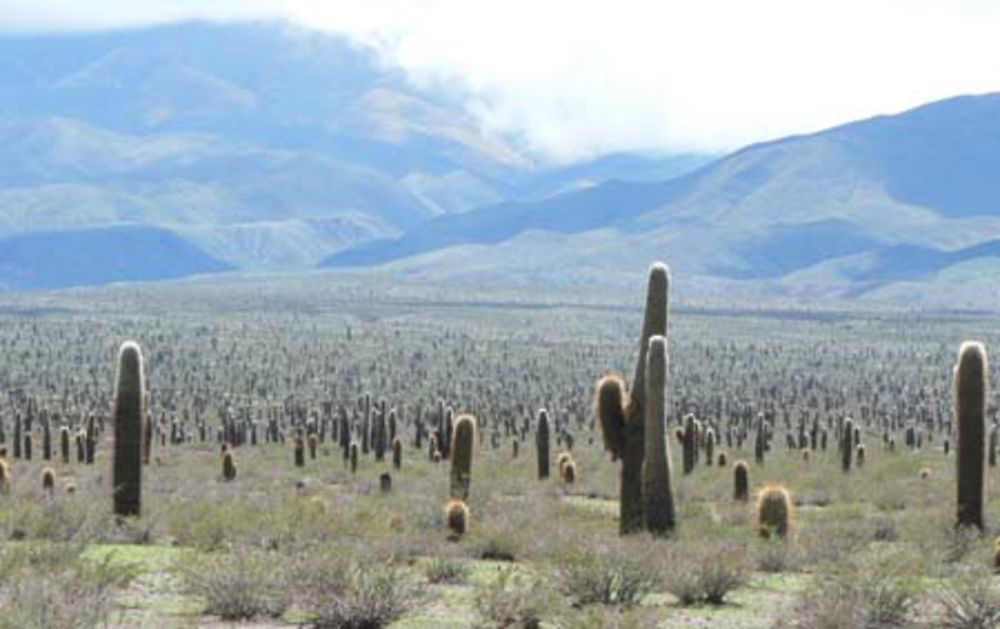 Que de Cactus !