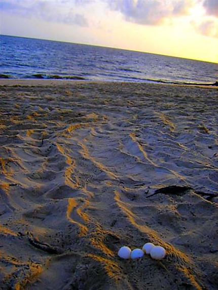 Oeufs de tortue luth au matin sur la plage