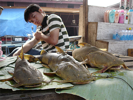 Poissons Poissons