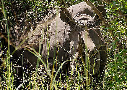Rhinocéros blanc (sanctuaire de Ziwa)