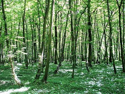 Forêt dans les Vosges