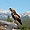 Faucon du Yosemite