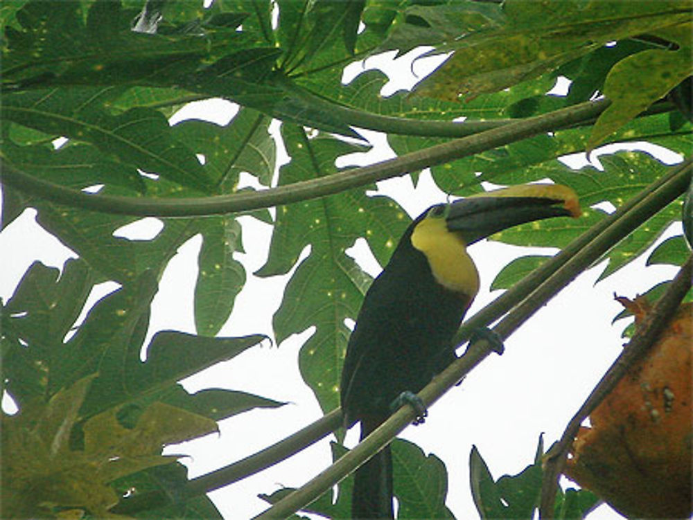 Toucan sur papayer