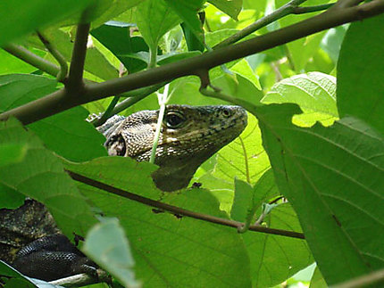 Iguane au Parc National de Manuel Antonio