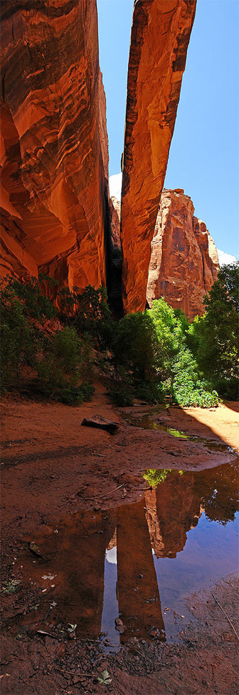 morning glory arch
