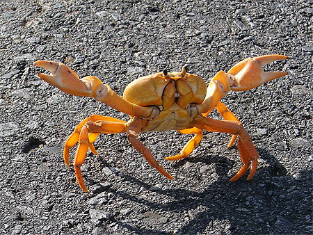 Crabe de terre Crabe de terre
