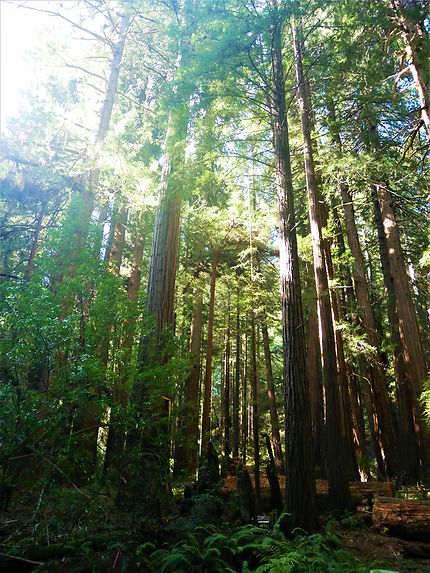 Sequoias de Muir Woods