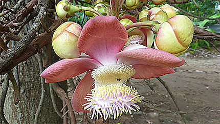 Flore du Sri Lanka