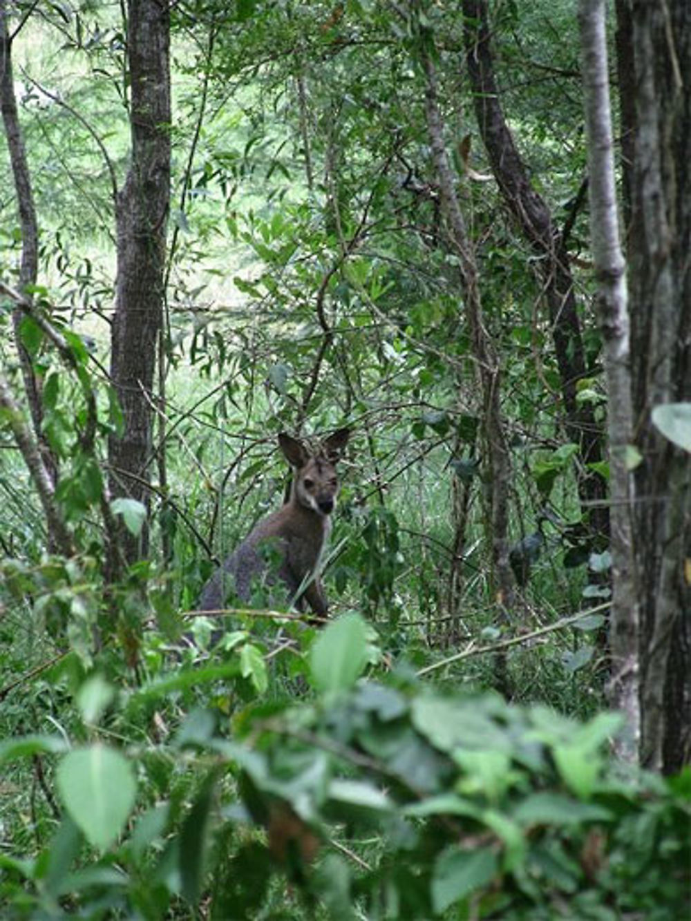 Daisy Hill (Brisbane)