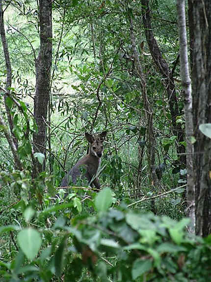 Daisy Hill (Brisbane)