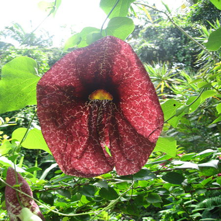 fleur exotique fleur exotique