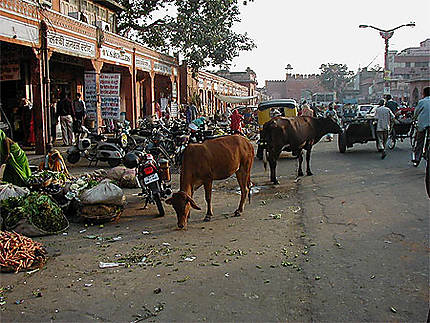 Les rues de Jaipur