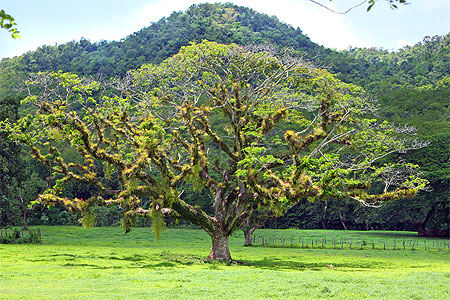 Arbre de Jamaïque 