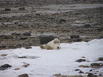 La migration des ours polaires