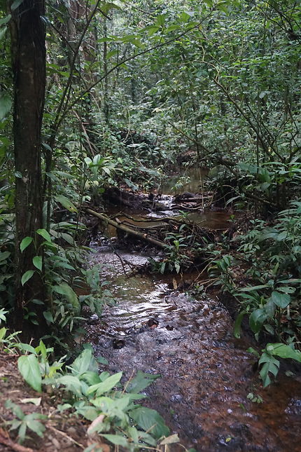 Forêt en Guyane