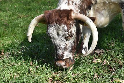 La Longhorn - Race Britannique