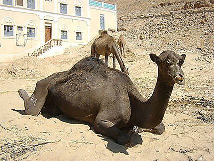 Dromadaire à Al-Mashhad