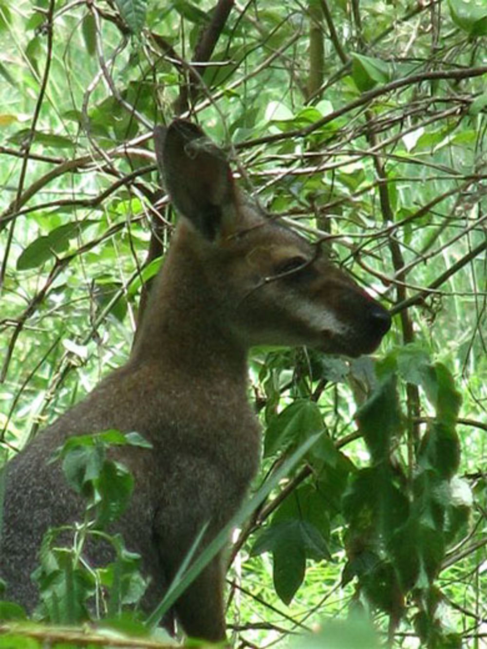 Daisy Hill (Brisbane)